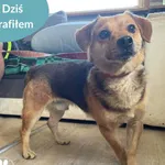 Znaleziono psa, Dąbrówka, 27 czerwca 2024