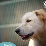 Znaleziono psa, Dąbrówka, 23 lipca 2025