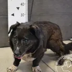 Przyjęty: 2024-07-08 Gmina: Milówka Płeć: Pies Opis: mieszaniec, czarne z białym