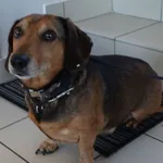 PIES Z INTERWENCJI 08.07.2024