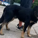 Znaleziono psa, Pieckowo, 9 lipca 2024