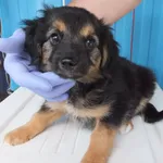 Lilik to piesek przywieziony w dniu 01.07.2024 z terenu gm. Sobolew, szczenię w wieku około 3 miesiące