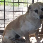 Ligoń to pies przywieziony w dniu 01.07.2024 z terenu gm. Sobolew, na krótszych łapach, dorosły, do socjalizacji