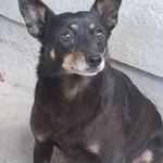 Lipa to suczka przywieziona w dniu 01.07.2024 z terenu gm.Sobolew, nieduża drobna, starsza, do socjalizacji