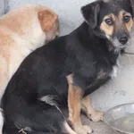 Lapka to suka przywiezione w dniu 02.07.2024 z terenu gm. Sobolew, nieduża, do socjalizacji,dorosła