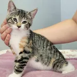 Kot do adopcji, Piła, 22 maja 2024