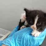 Kocurek poz. 24/368/K