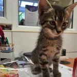 Kocurek poz. 24/380/K