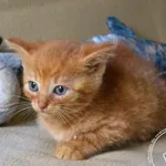 Kot do adopcji, Chełmek, 29 czerwca 2024