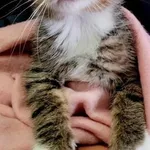 Kot do adopcji, Piła, 22 maja 2024