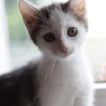 Kot do adopcji, Dłużyna Górna, 11 lipca 2024