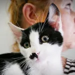 Kot do adopcji, Piła, 25 czerwca 2024