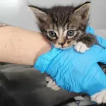 Kocurek poz. 24/371/K