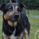 Przyjęty: 2024-06-24 Gmina: Jeleśnia Płeć: Pies Opis: mieszaniec, czarne-podpalane