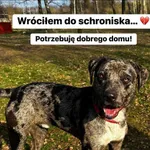 Pies do adopcji, Korabiewice, 12 lipca 2024