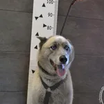 Przyjęty: 2024-07-10 Gmina: Libiąż Płeć: Pies Opis: w typie psa grenlandzkiego, szare