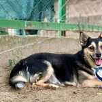 Pies do adopcji, Bydgoszcz, 6 lipca 2025