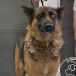 Przyjęty: 2024-07-12 Gmina: Chełmek Płeć: Suka Opis: mieszaniec, czarne-podpalane