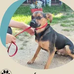 Znaleziono kota, Dąbrówka, 10 września 2025