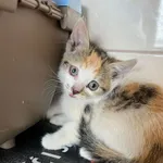 Kot do adopcji, Włocławek, 12 lipca 2024