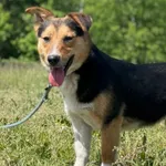 Imię: Gacuś Czip: 616093902524381 Płeć: samiec Wiek: styczeń 2023 Wielkość: mały Kastracja/sterylizacja: tak Inne Psy: Akceptuje towarzystwo innych zwierząt Dzieci: W wieku szkolnym Charakter: Wesoły 