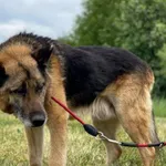 Imię: Dziadzio Czip: 939000011015308 Płeć: samiec Wiek: styczeń 2012 Wielkość: duży Kastracja/sterylizacja: tak Inne Psy: Akceptuje towarzystwo innych zwierząt Dzieci: W wieku szkolnym Charakter: Star