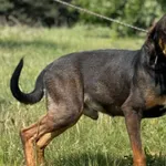 Imię: Nugat Czip: 616093902532873 Płeć: samiec Wiek: styczeń 2022 Wielkość: średni Kastracja/sterylizacja: tak Inne Psy: Akceptuje towarzystwo innych zwierząt Dzieci: W wieku szkolnym Charakter: Rados