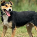 Imię: Wafi Czip: 616093902532925 Płeć: samiec Wiek: styczeń 2022 Wielkość: mała Kastracja/sterylizacja: tak Inne Psy: Akceptuje towarzystwo innych zwierząt Dzieci: W wieku szkolnym Charakter: Spokojny