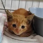 Kocurek poz. 24/410/K