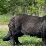 Imię: Myszka Czip: 939000011015623 Płeć: samica Wiek: styczeń 2023 Wielkość: średnio mała Kastracja/sterylizacja: tak Inne Psy: Akceptuje towarzystwo innych zwierząt Dzieci: W wieku szkolnym Charakter