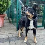 Znaleziono psa, Bydgoszcz, 13 lipca 2024