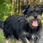 Imię: Riko Czip: 939000011015272 Płeć: samiec Wiek: styczeń 2023 Wielkość: mały Kastracja/sterylizacja: tak Inne Psy: Akceptuje towarzystwo innych zwierząt Dzieci: W wieku szkolnym Charakter: Radosny,