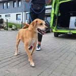 Znaleziono psa, Bydgoszcz, 11 lipca 2024