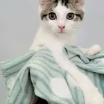 Kot do adopcji, Piła, 28 kwietnia 2024