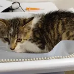 Kocurek poz. 24/413/K