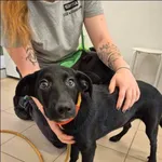 Znaleziono psa, Grudziądz, 15 lipca 2024