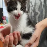 Kocurek poz. 24/408/K