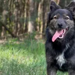 Imię: Jaśminka Czip: 939000011015267 Płeć: samica Wiek: czerwiec 2023 Wielkość: średnia Kastracja/sterylizacja: tak Inne Psy: Akceptuje towarzystwo innych zwierząt Dzieci: W wieku szkolnym Charakter: 