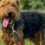 Imię: Neska Czip: 939000011015407 Płeć: samica Wiek: styczeń 2020 Wielkość: mała Kastracja/sterylizacja: tak Inne Psy: Akceptuje towarzystwo innych zwierząt Dzieci: W wieku szkolnym Charakter: Radosna