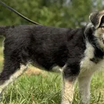 Imię: Fiona Czip: 616093902532933 Płeć: samica Wiek: marzec 2024 Wielkość: szczeniak Kastracja/sterylizacja: nie ( zabieg do wykonania po osiągnięciu dojrzałości) Inne Psy: Akceptuje towarzystwo innyc