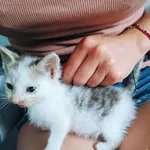 Kot do adopcji, Racławice, 12 lipca 2024