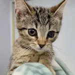Kot do adopcji, Piła, 28 kwietnia 2024