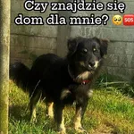 Pies do adopcji, Korabiewice, 16 lipca 2024