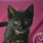Kot do adopcji, Chełmek, 28 czerwca 2024