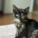 Kot do adopcji, Świdnica, 2 lipca 2024