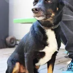 Znaleziono psa, Łódź, 15 lipca 2024