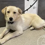 Przyjęty: 2024-07-15 Gmina: Żywiec Płeć: Suka Opis: mieszaniec, biszkoptowe