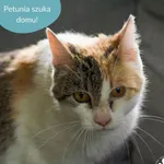 Kot do adopcji, Dąbrówka, 16 lipca 2024