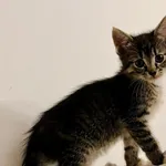 Kotka poz. 24/359/K SHARON rezerwacja