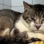 Znaleziono kota, Lublin, 25 lipca 2025